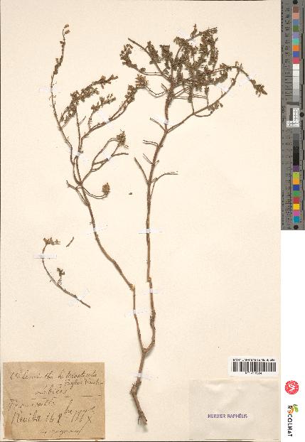 spécimen de Calamintha heterotricha