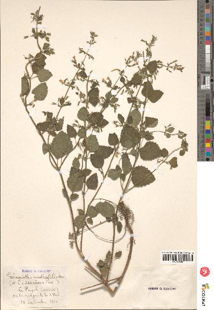spécimen de Calamintha menthaefolia