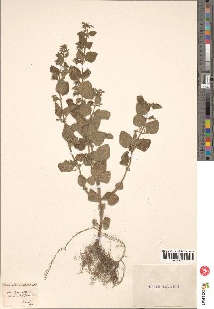 spécimen de Calamintha menthaefolia