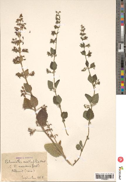 spécimen de Calamintha menthaefolia