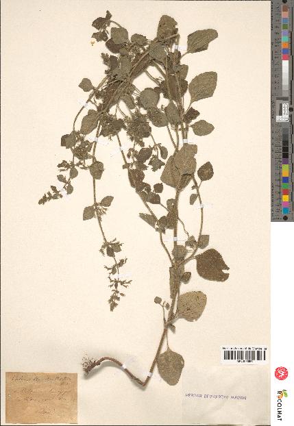 spécimen de Calamintha menthaefolia