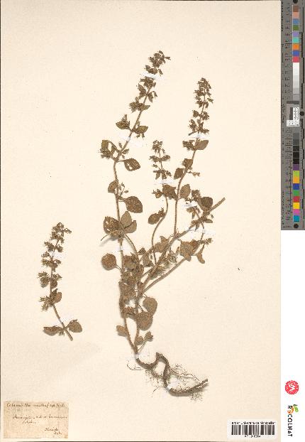 spécimen de Calamintha menthaefolia