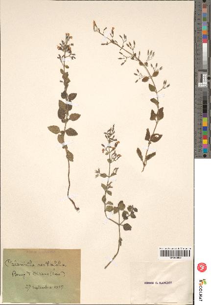 spécimen de Calamintha menthaefolia