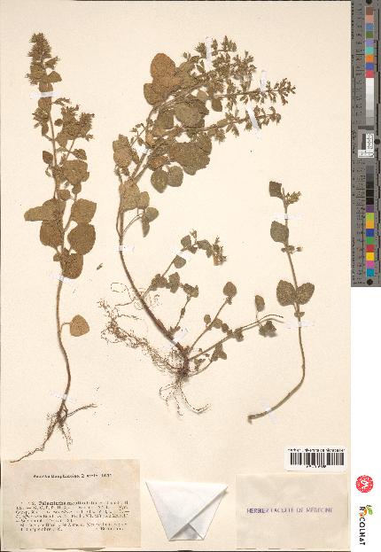 spécimen de Calamintha menthaefolia