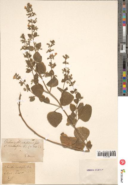 spécimen de Calamintha menthaefolia