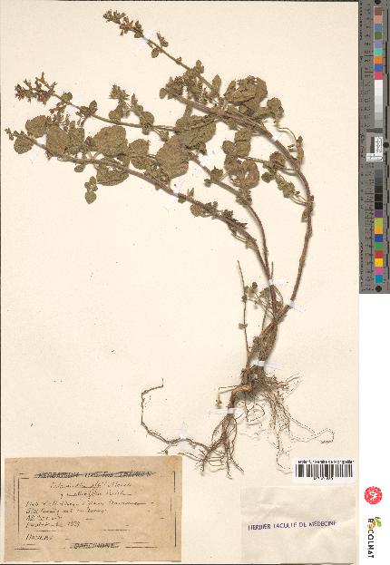 spécimen de Calamintha menthaefolia