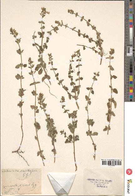 spécimen de Calamintha menthaefolia