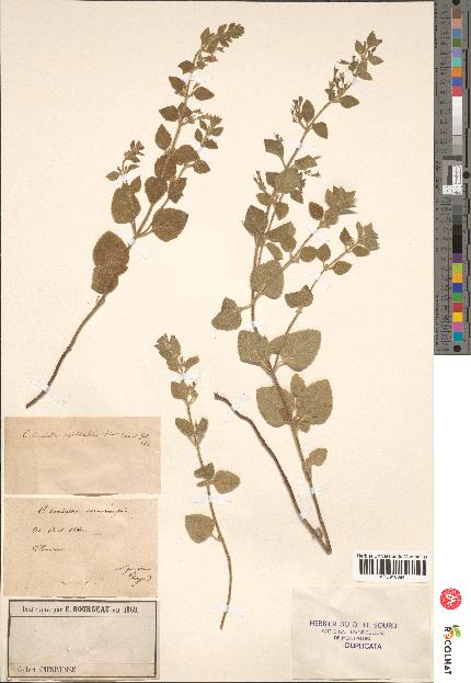 spécimen de Calamintha menthaefolia