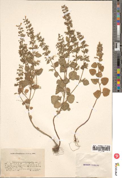 spécimen de Calamintha menthaefolia