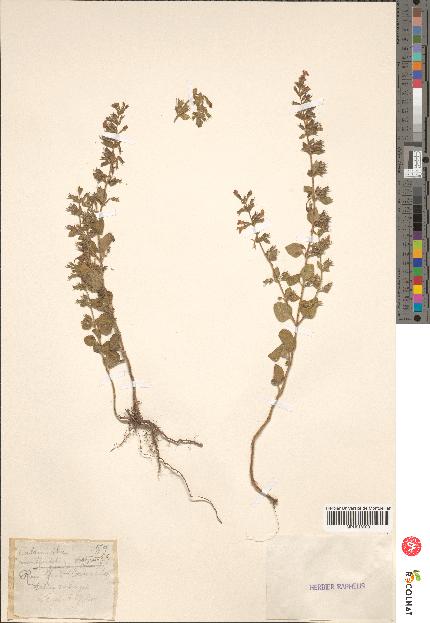 spécimen de Calamintha menthaefolia