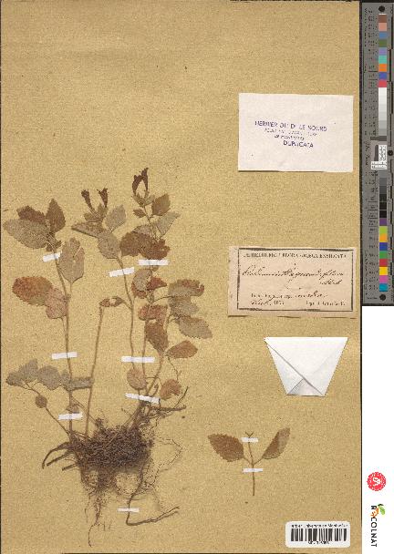 spécimen de Calamintha grandiflora