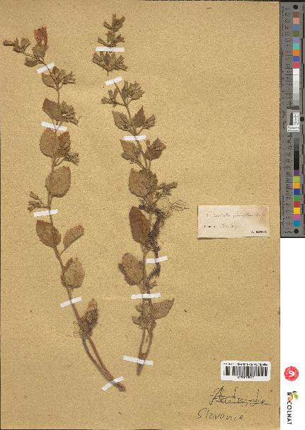 spécimen de Calamintha grandiflora