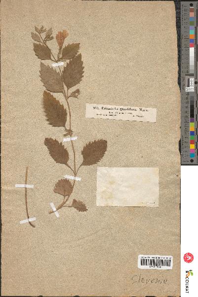 spécimen de Calamintha grandiflora