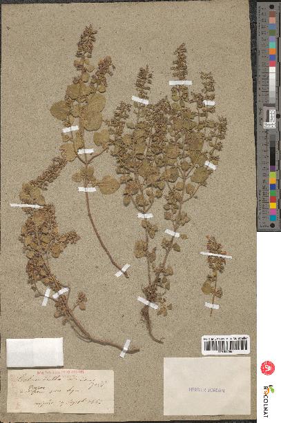 spécimen de Calamintha ascendens