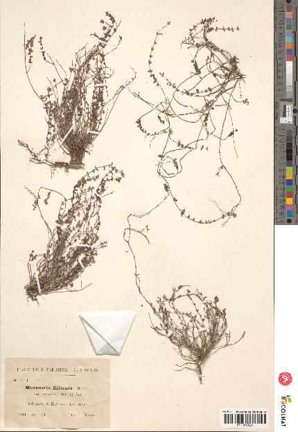 spécimen de Micromeria filiformis