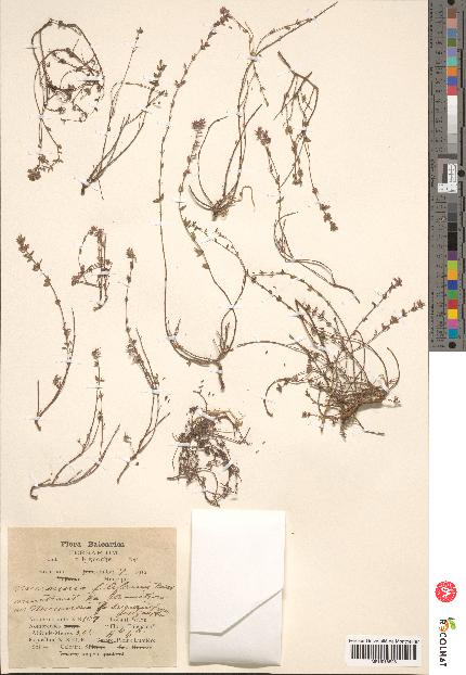 spécimen de Micromeria filiformis