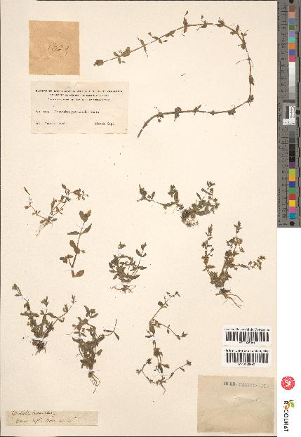 spécimen de Ilysanthes gratioloides