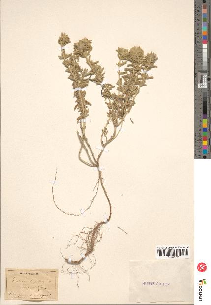 spécimen de Teucrium capitatum