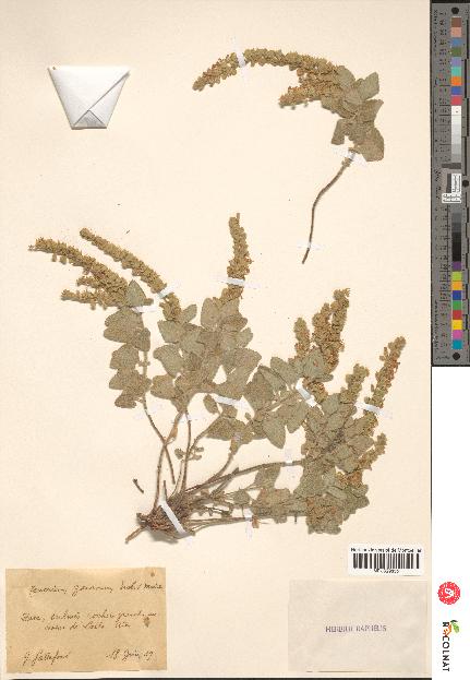 spécimen de Teucrium zaianum