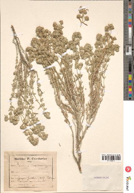 spécimen de Teucrium capitatum