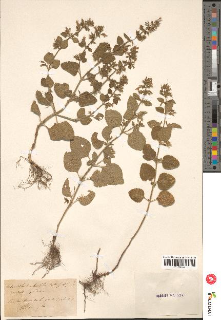 spécimen de Calamintha menthaefolia