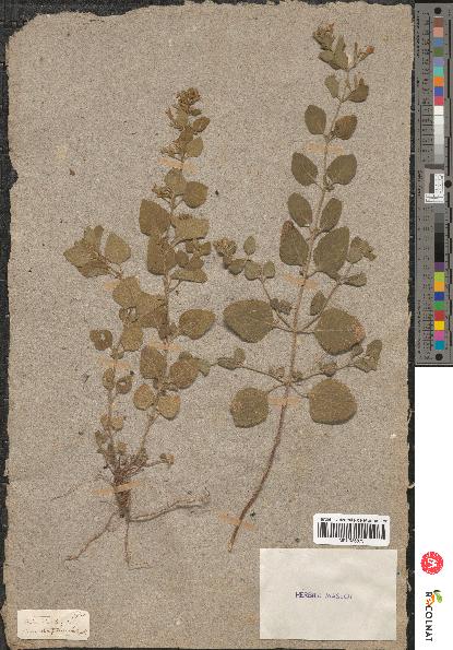 spécimen de Calamintha menthaefolia