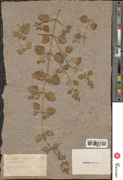 spécimen de Calamintha menthaefolia