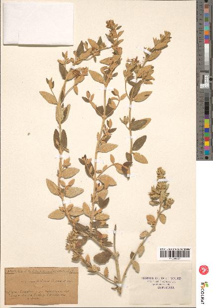 spécimen de Teucrium fruticans