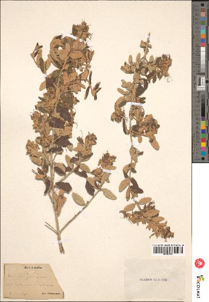 spécimen de Teucrium fruticans