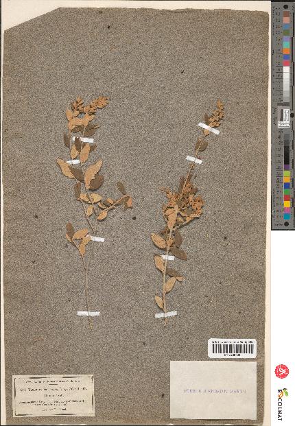 spécimen de Teucrium fruticans