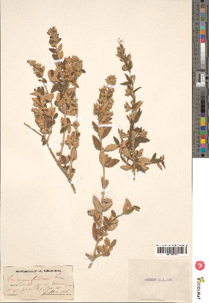 spécimen de Teucrium fruticans