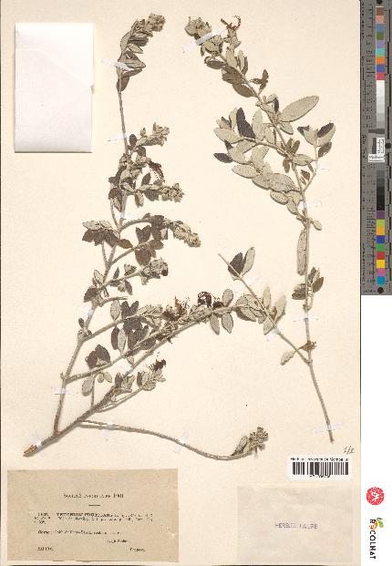 spécimen de Teucrium fruticans