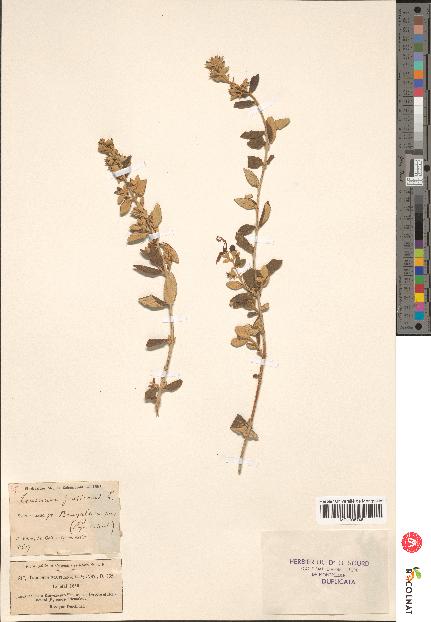 spécimen de Teucrium fruticans