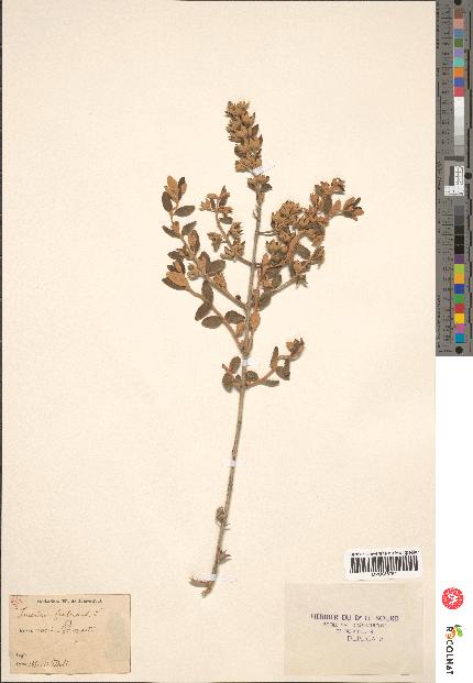 spécimen de Teucrium fruticans