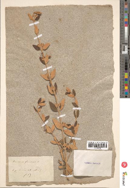 spécimen de Teucrium fruticans