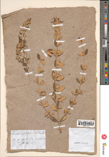 spécimen de Teucrium fruticans