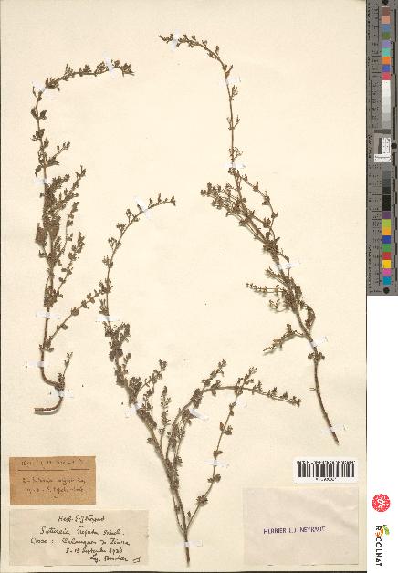 spécimen de Calamintha heterotricha