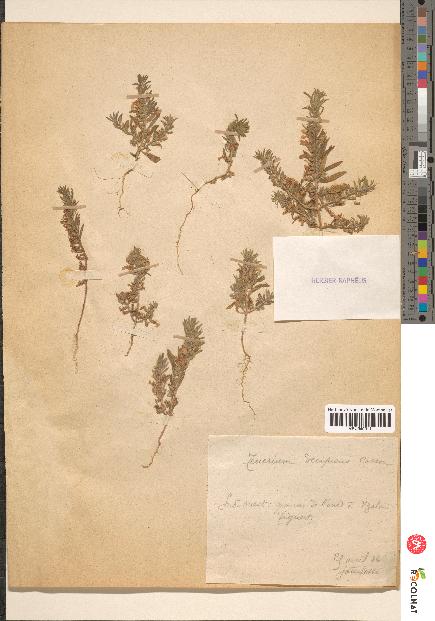 spécimen de Teucrium decipiens