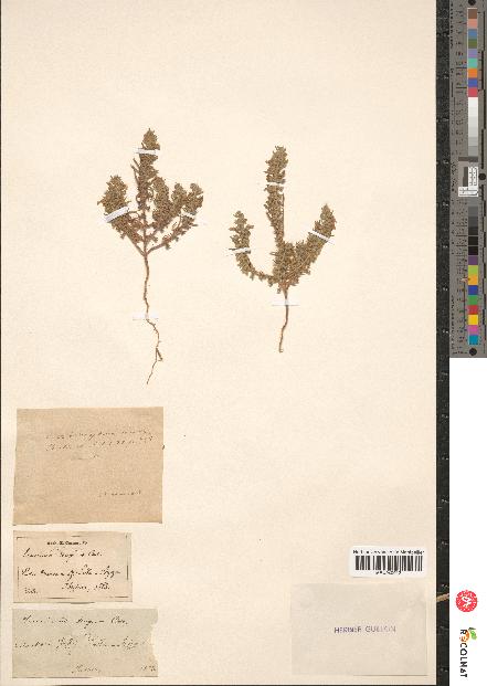 spécimen de Teucrium decipiens