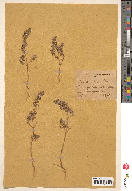 spécimen de Teucrium decipiens