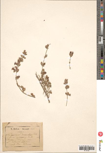 spécimen de Teucrium divaricatum