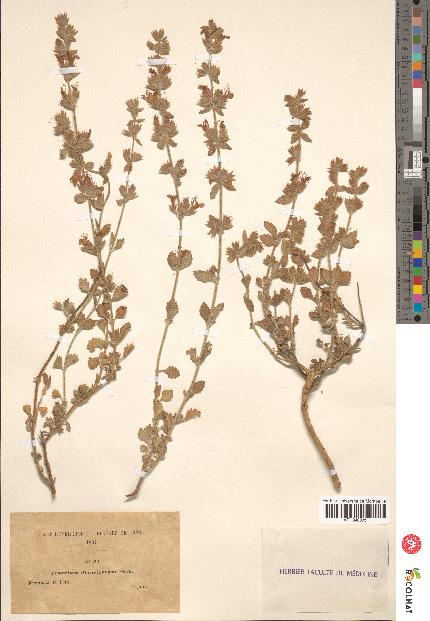 spécimen de Teucrium divaricatum