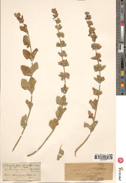 spécimen de Teucrium divaricatum