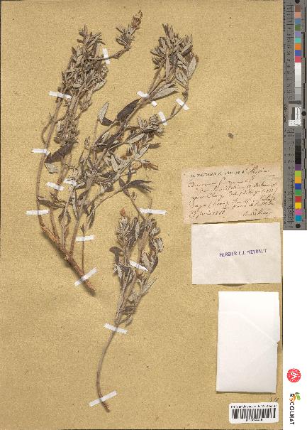 spécimen de Teucrium fruticans