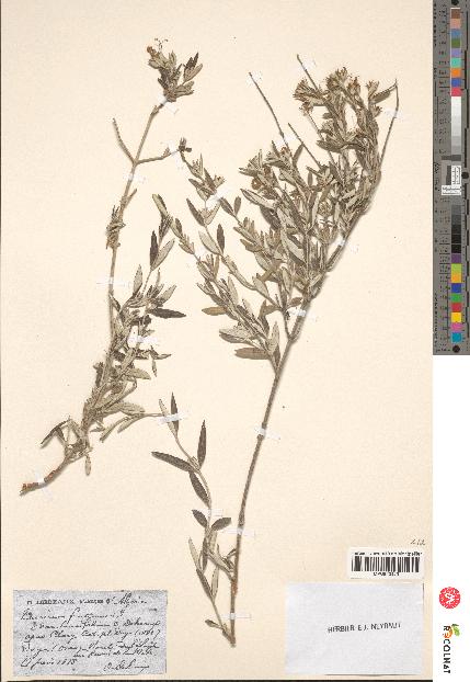 spécimen de Teucrium fruticans