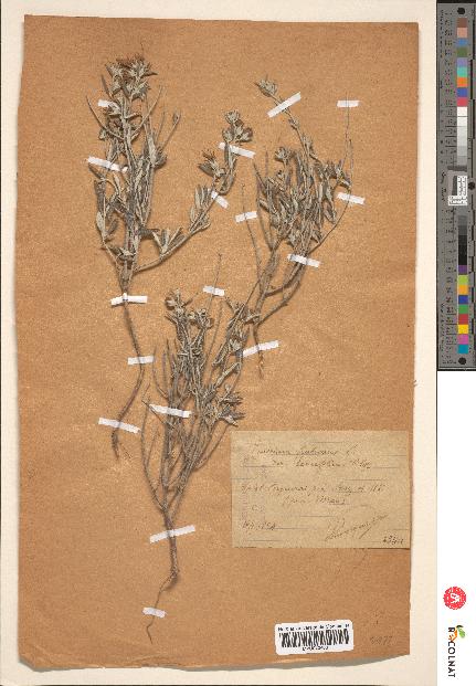 spécimen de Teucrium fruticans