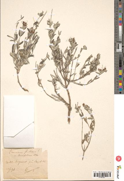 spécimen de Teucrium fruticans