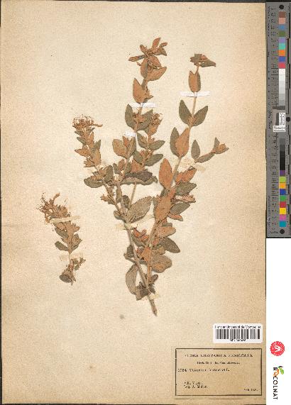 spécimen de Teucrium fruticans