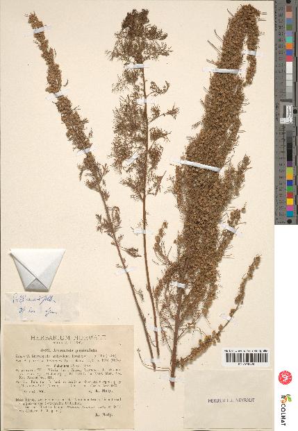 spécimen de Artemisia paniculata