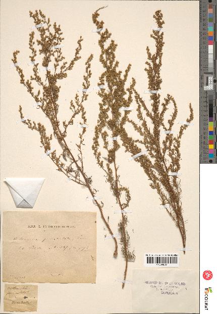 spécimen de Artemisia paniculata